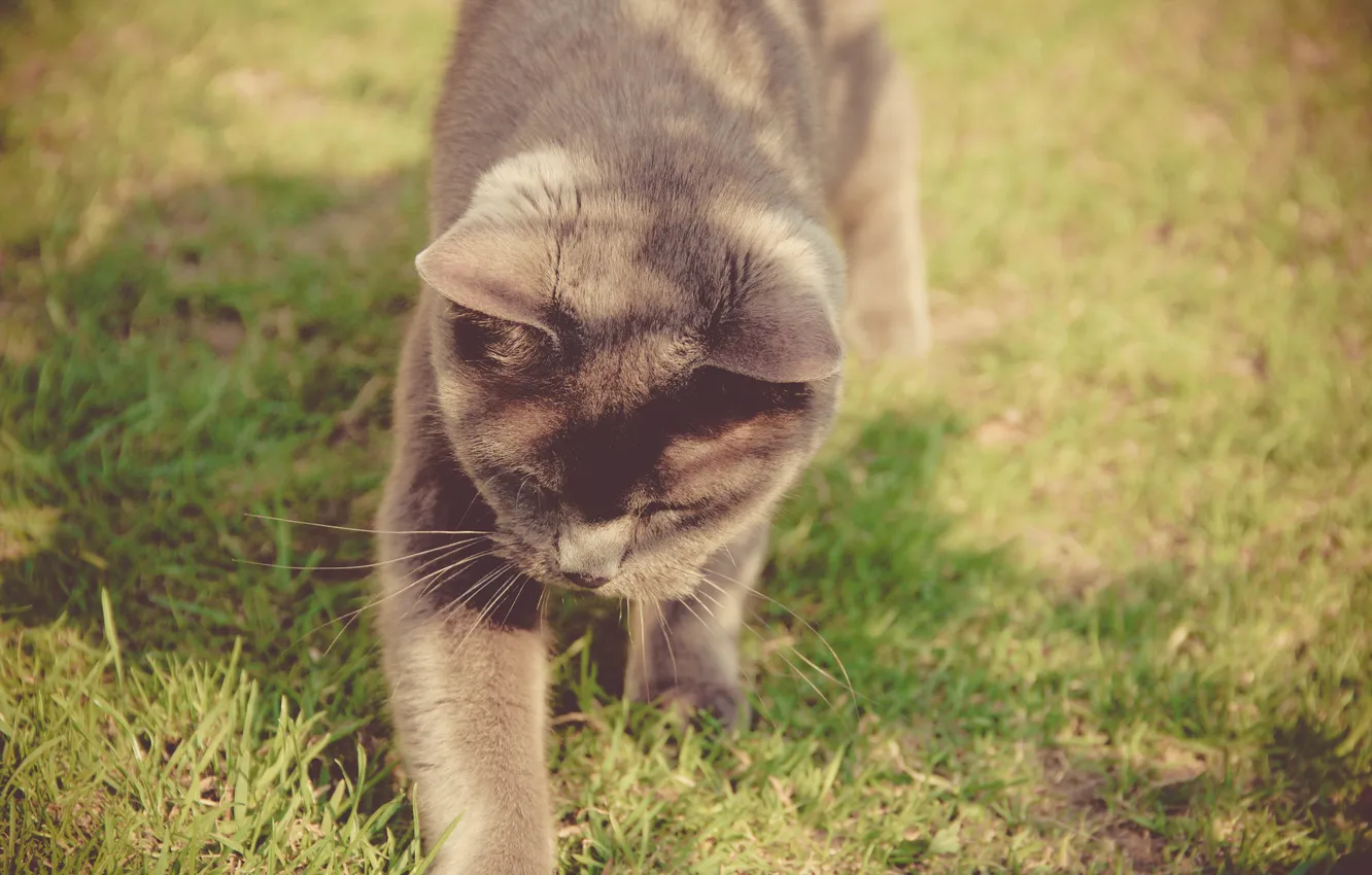 Photo wallpaper cat, grass, cat