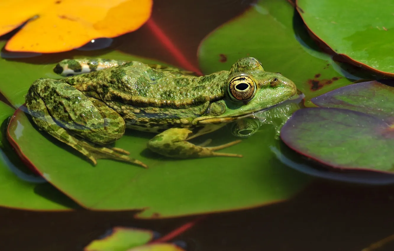 Photo wallpaper leaves, water, macro, pond, frog