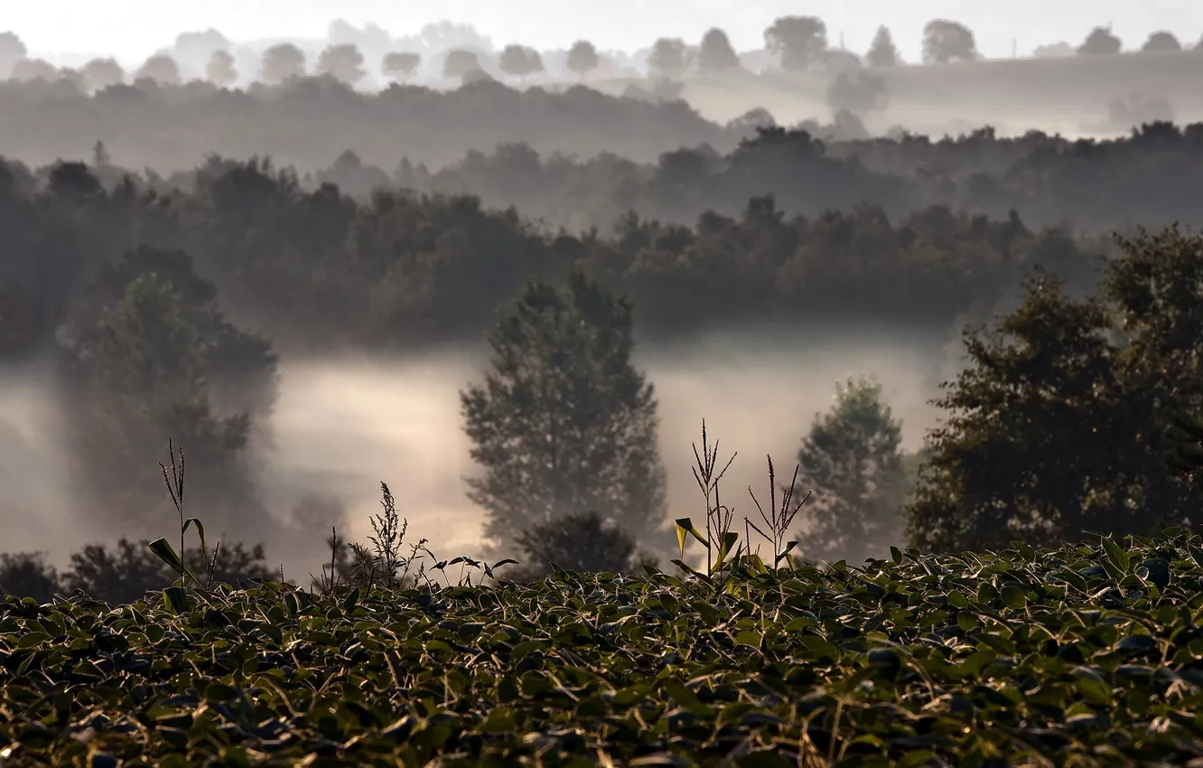 Photo wallpaper field, landscape, nature, fog