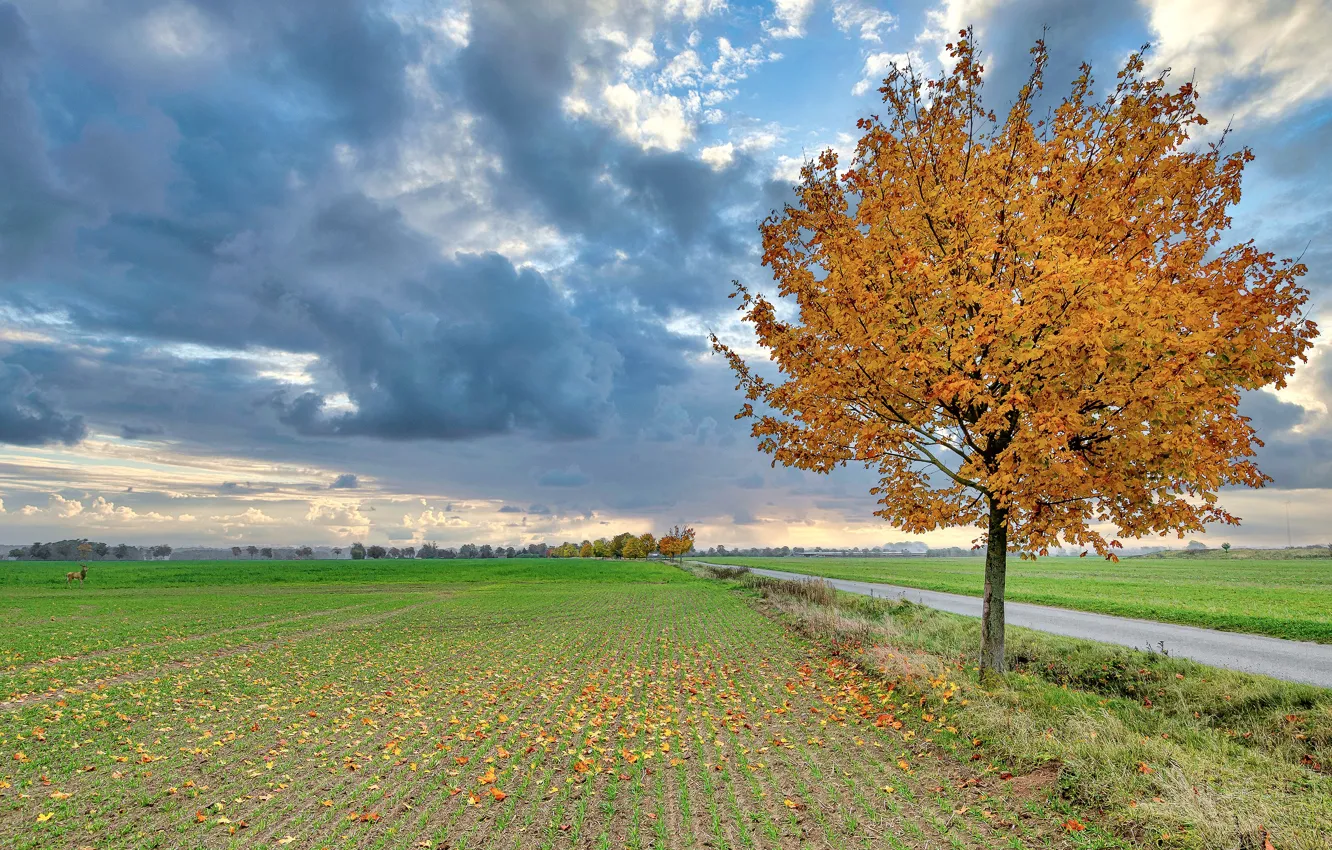 Photo wallpaper road, field, autumn, the sky, grass, leaves, clouds, the way