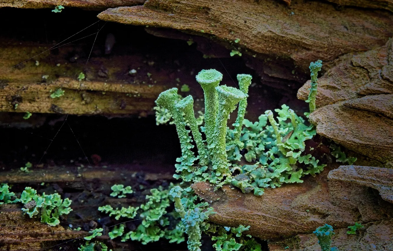 Photo wallpaper autumn, mushrooms, moss, dampness