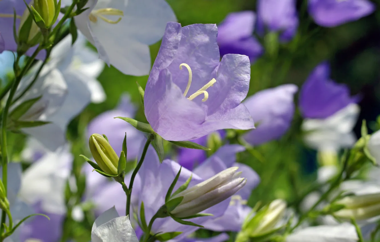 Photo wallpaper summer, flowers, nature, bells, flowering