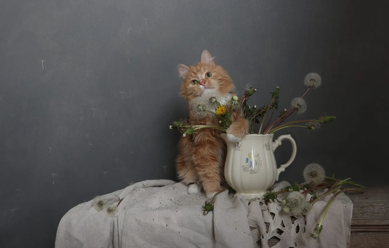 Photo wallpaper cat, cat, flowers, pose, wall, dandelion, bouquet, fluff