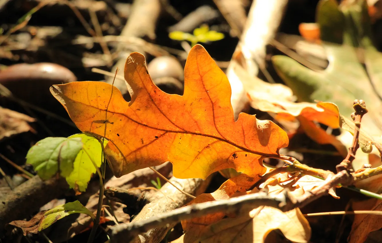 Photo wallpaper autumn, leaf, fall
