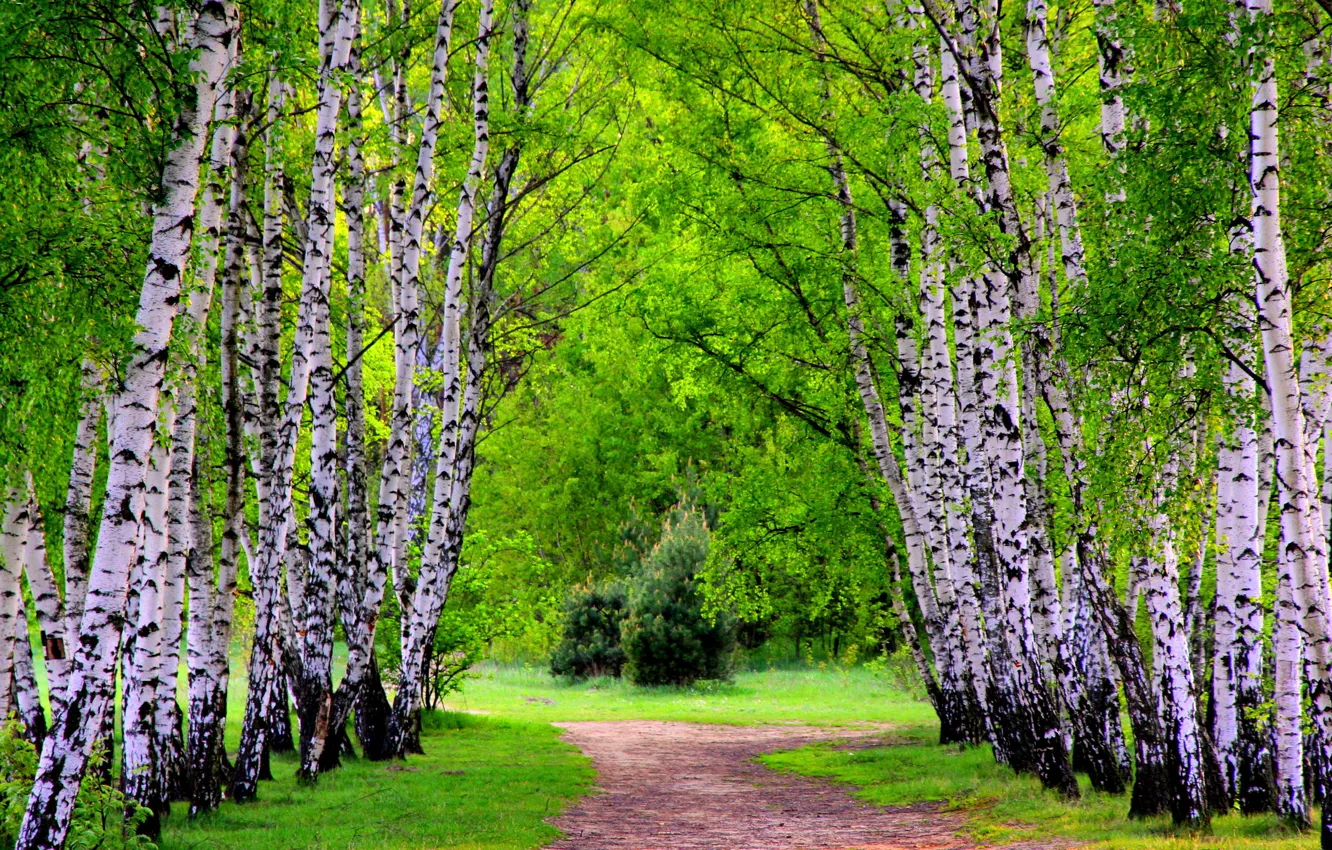 Photo wallpaper greens, forest, grass, trees, trail, spring, alley, birch