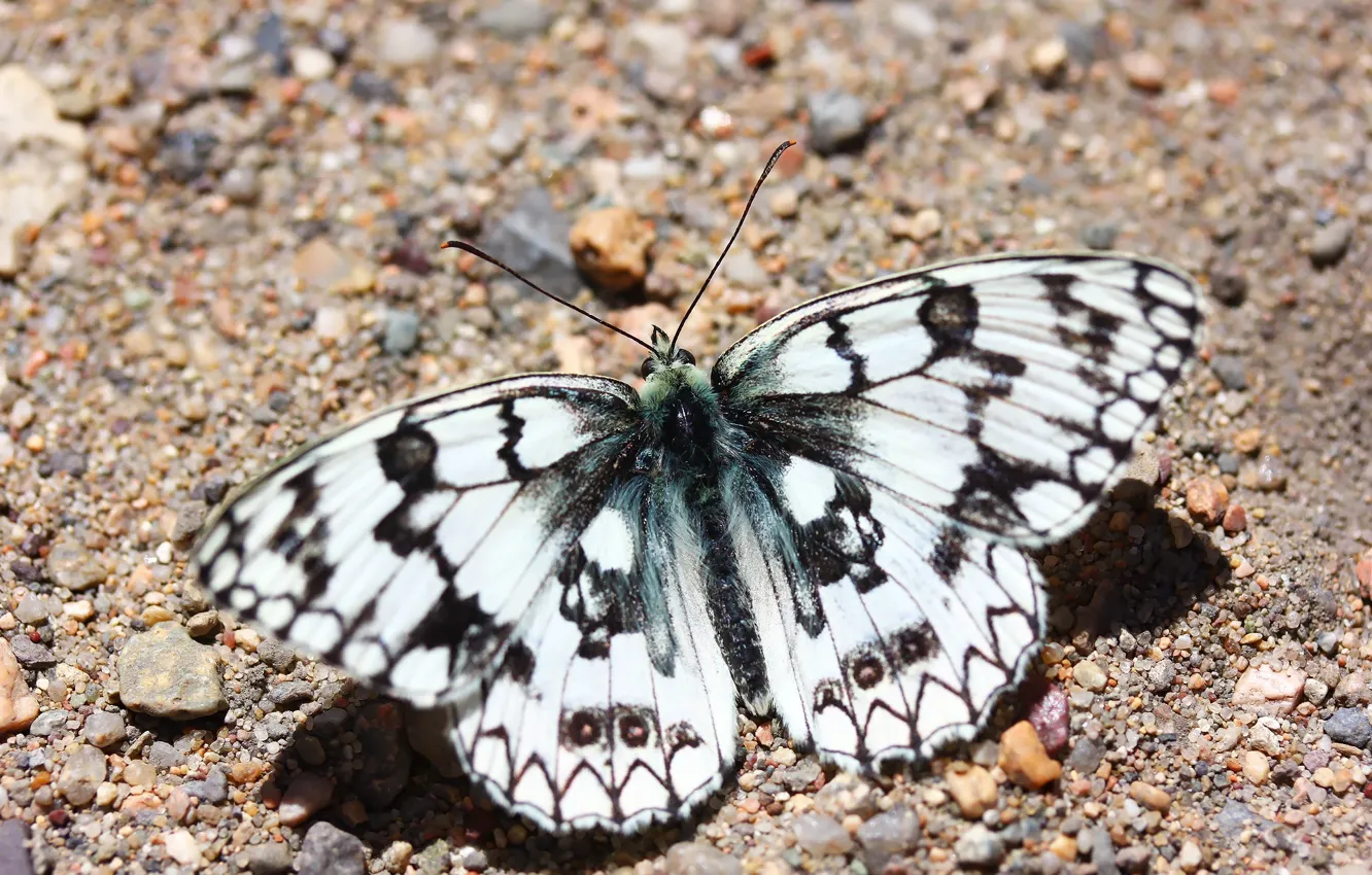 Photo wallpaper sand, macro, butterfly