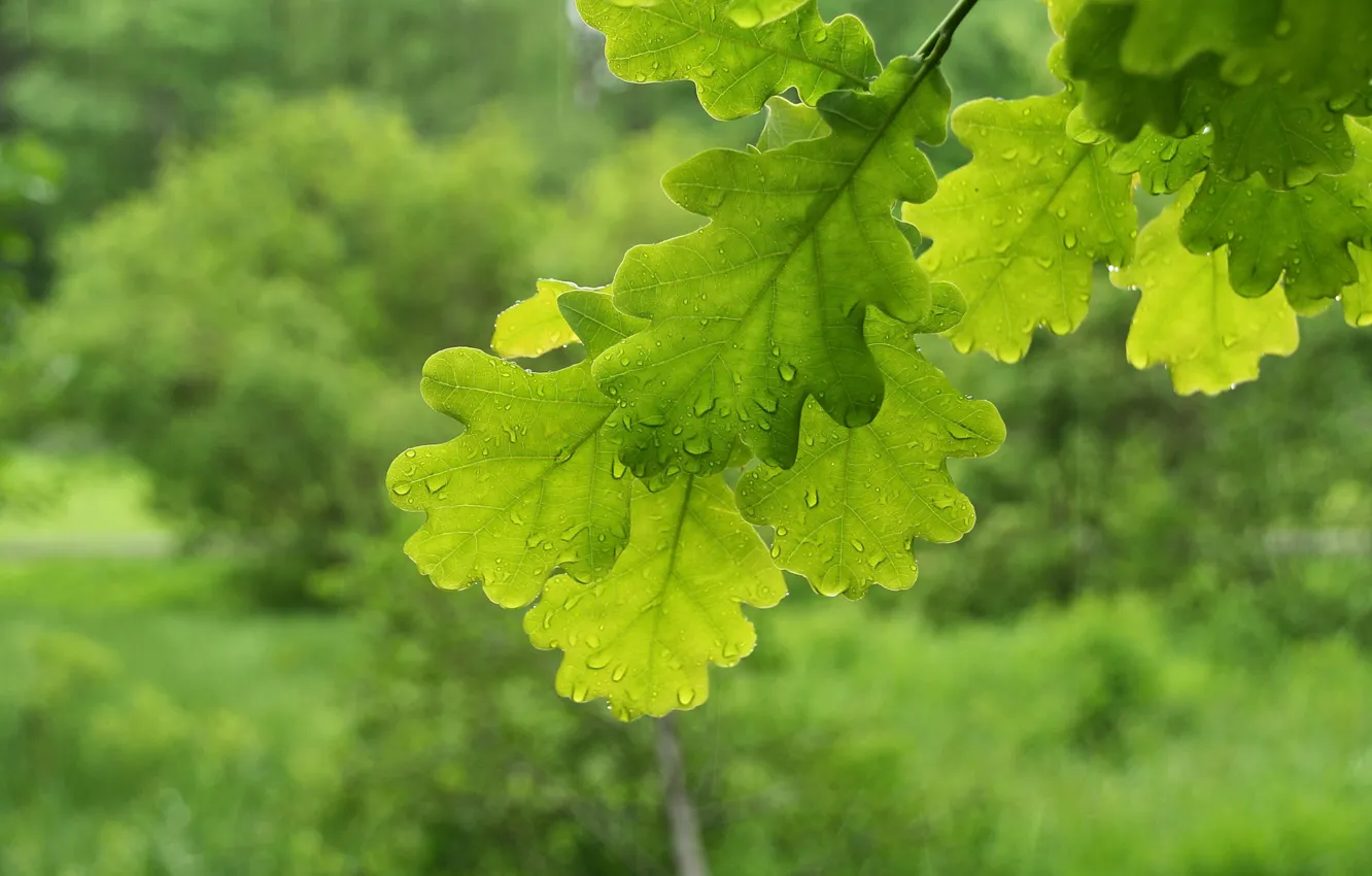 Photo wallpaper macro, branches, green, foliage, oak