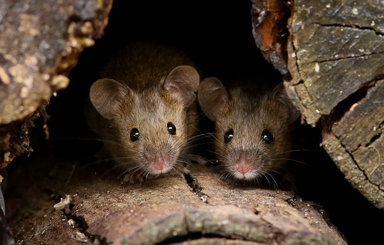 Photo wallpaper eyes, mouse, baby