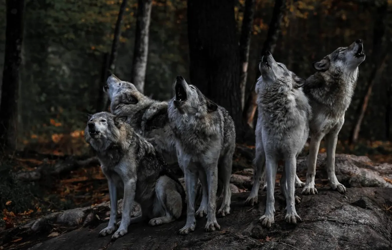 Photo wallpaper nature, face, animal, wolf, wildlife, head, fur, mammal
