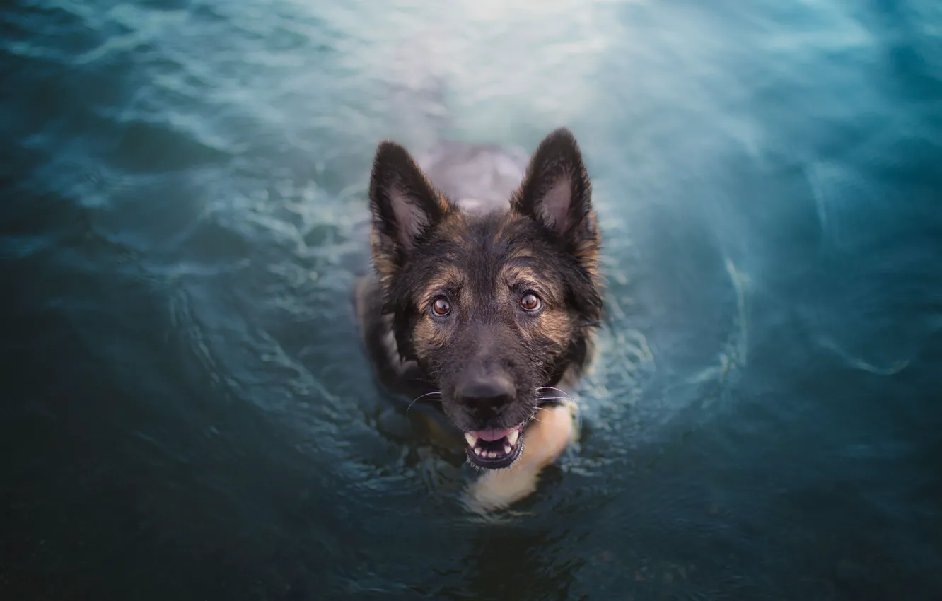 Photo wallpaper look, face, water, swim, dog, German shepherd