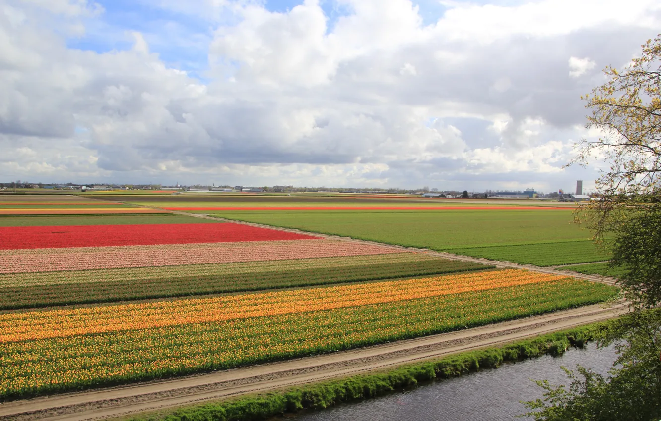 Photo wallpaper photo, Nature, Field, Netherlands, Colorful, Keukenhof Gardens