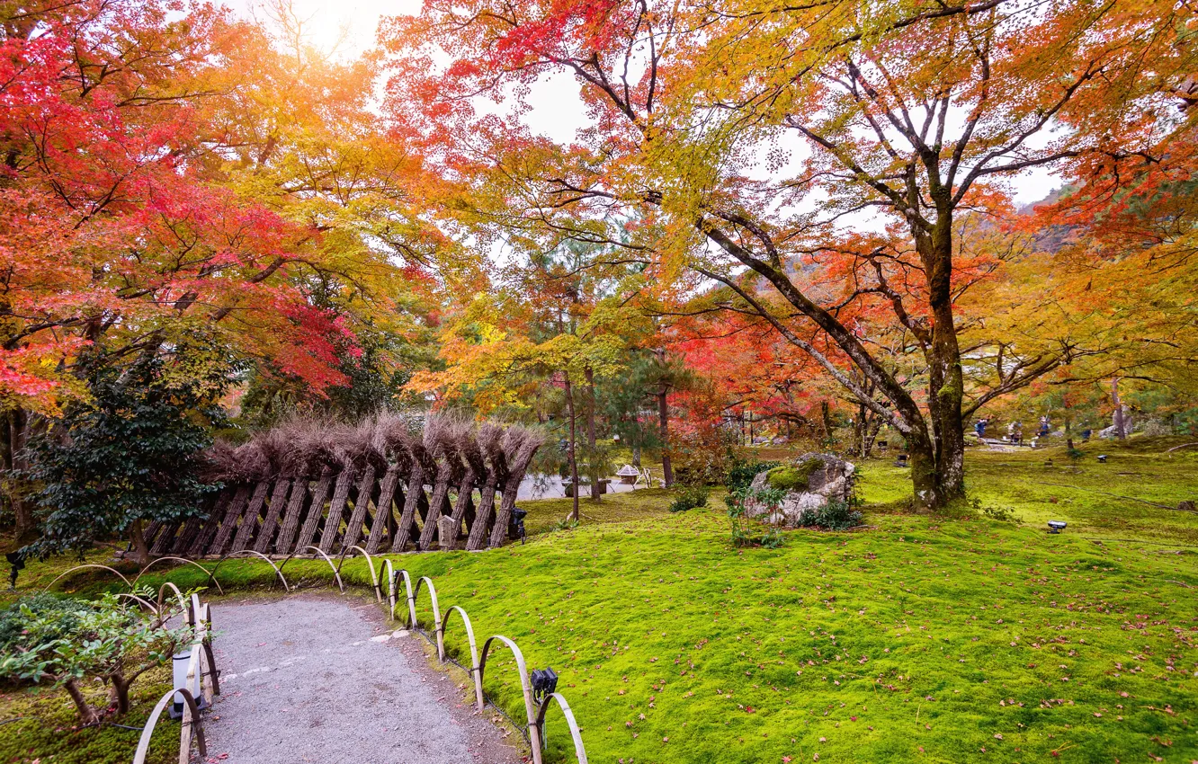 Photo wallpaper autumn, leaves, trees, Park, colorful, nature, park, autumn