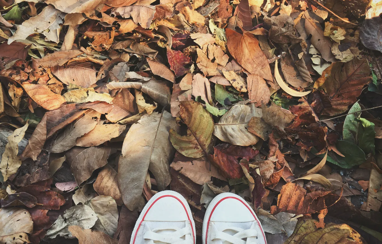 Photo wallpaper autumn, leaves, background, sneakers, colorful, wood, background, autumn