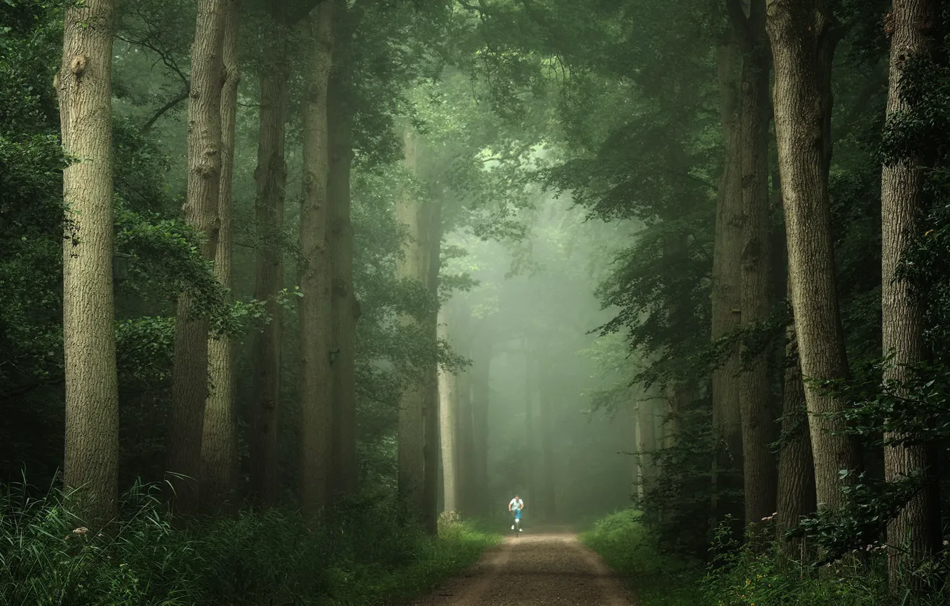 Photo wallpaper road, nature, Park