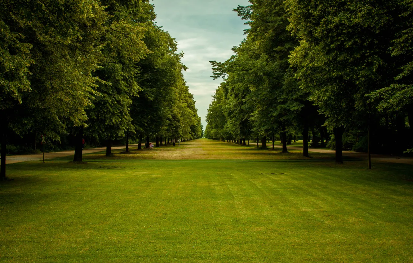 Photo wallpaper grass, trees, park, people