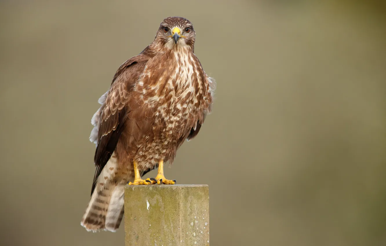Photo wallpaper background, bird, columns, Buzzard
