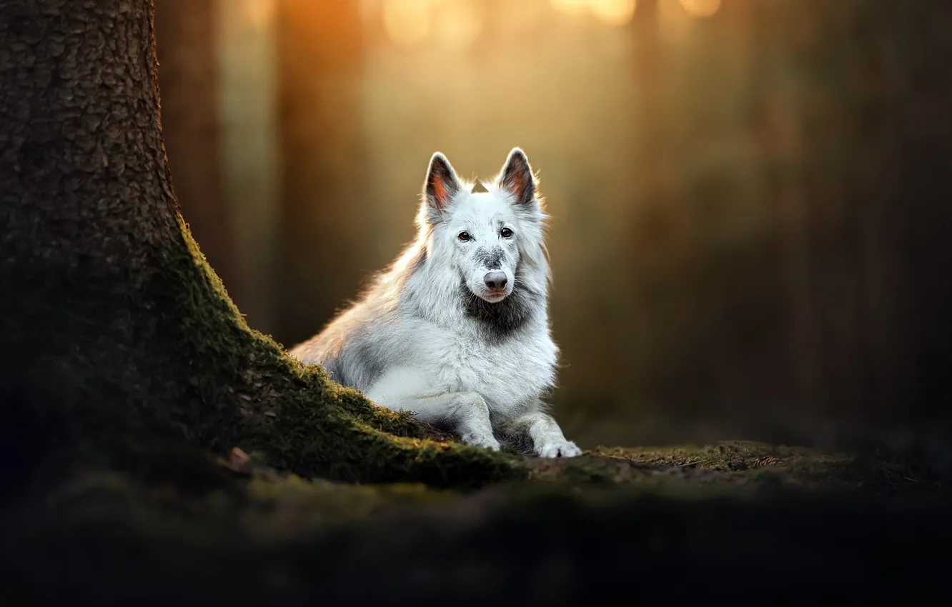 Photo wallpaper nature, each, dog