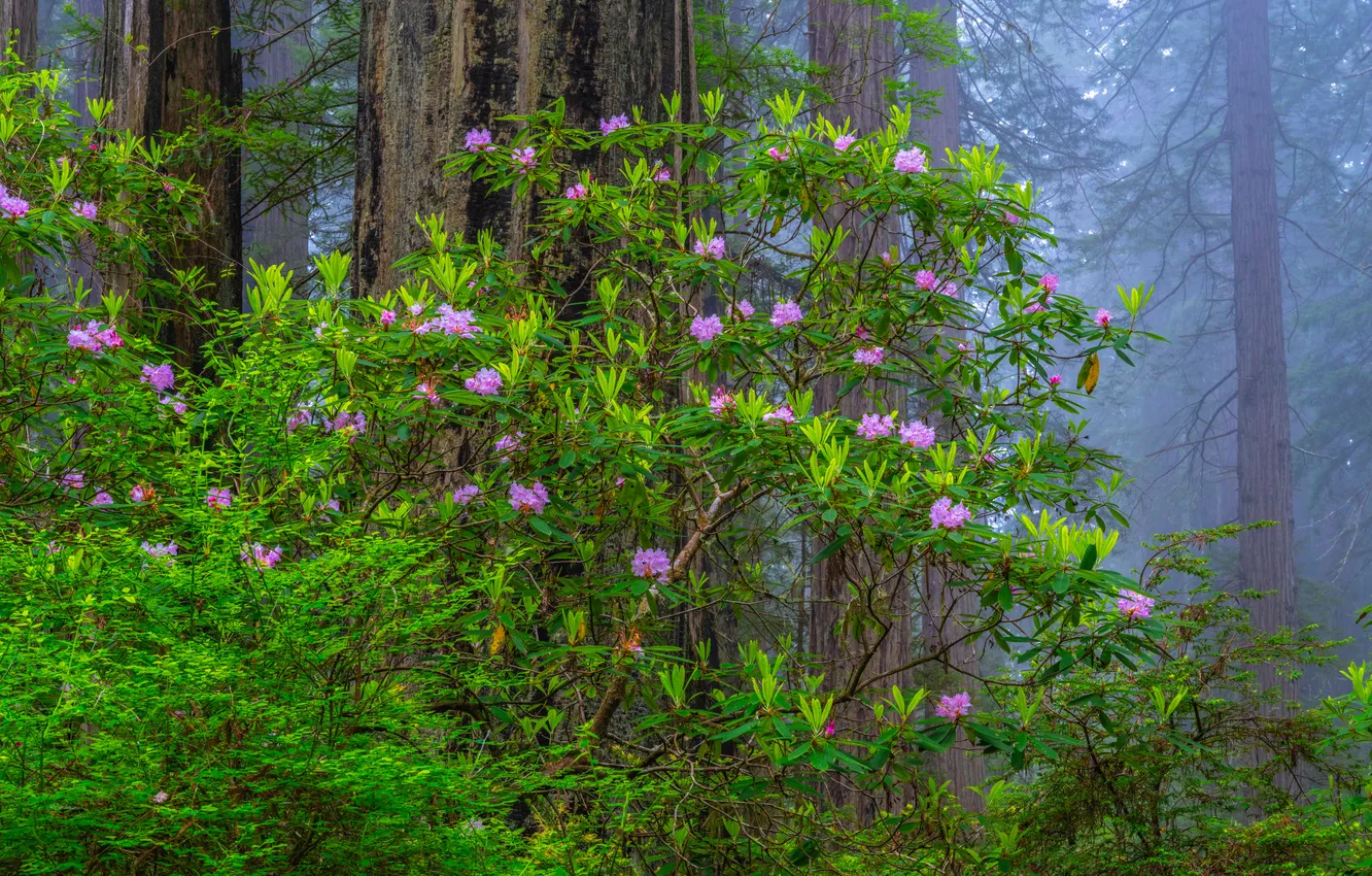 Photo wallpaper forest, USA, flowering trees