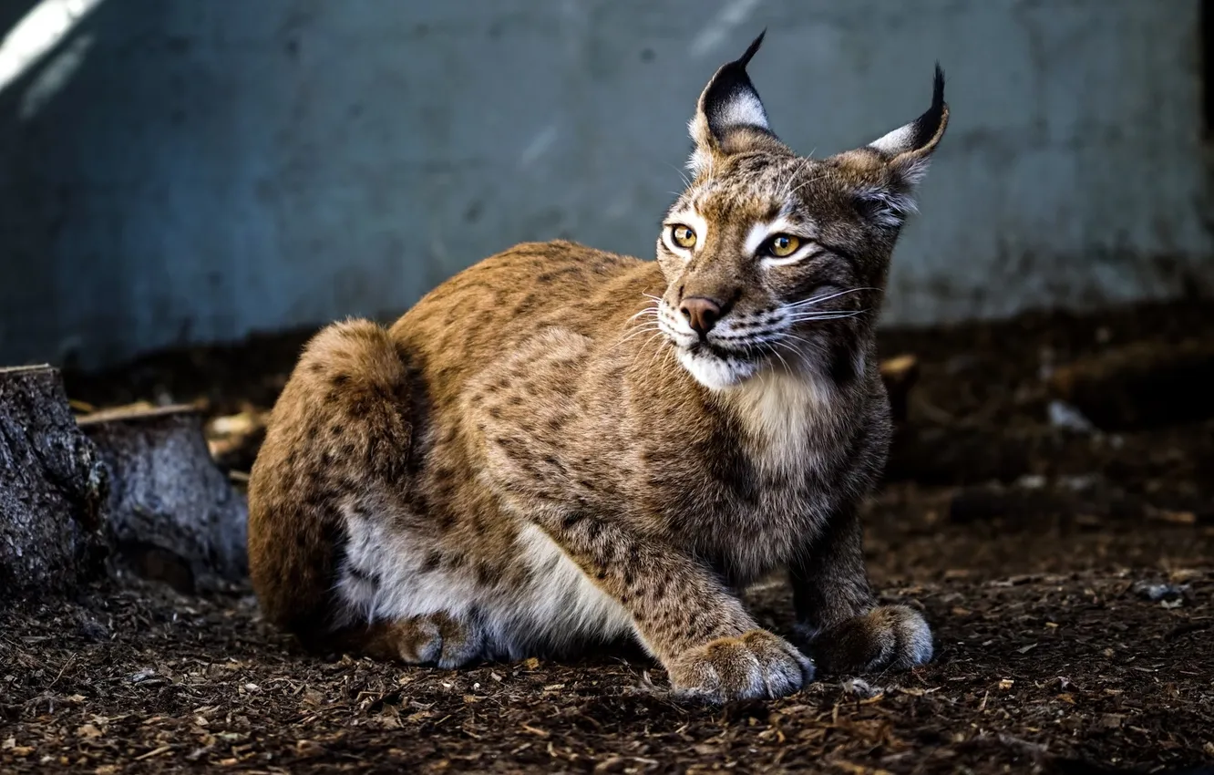 Photo wallpaper animal, wildlife, big cat, Swedish Lynx