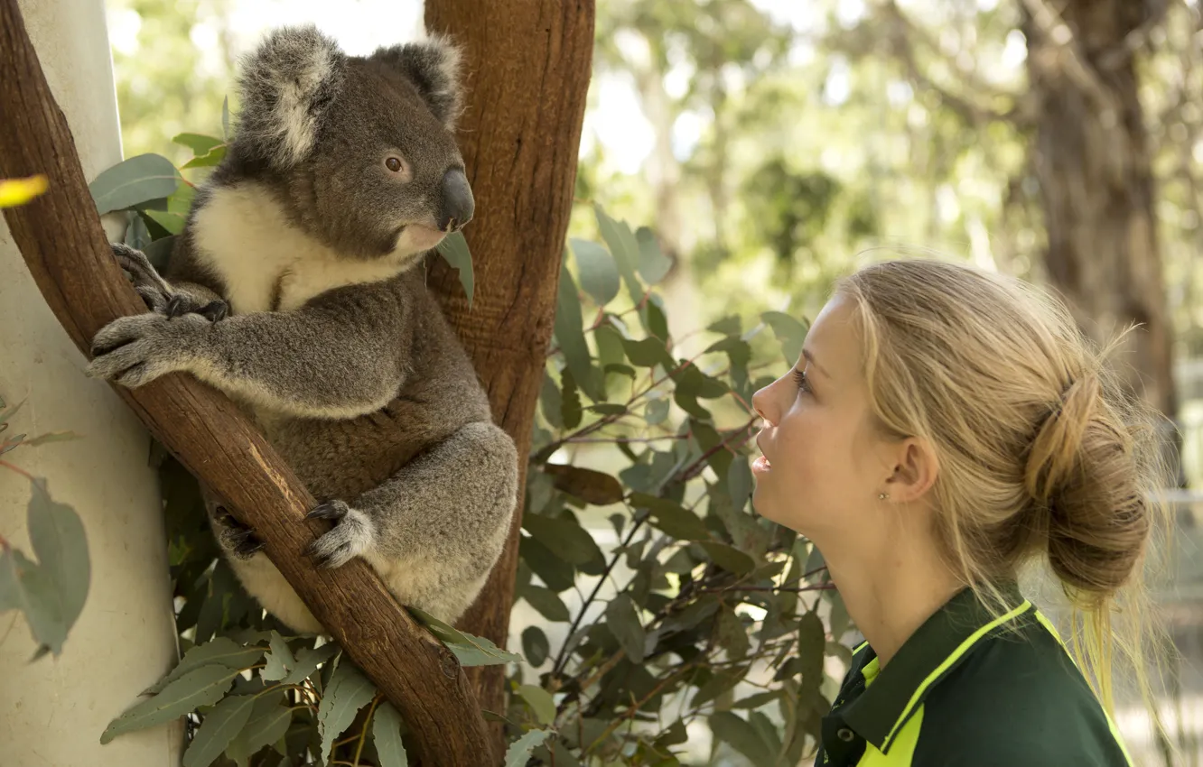 Photo wallpaper girl, Australia, Australia, Koala, Canberra, koala, canberra, Tidbinbilla Nature Reserve