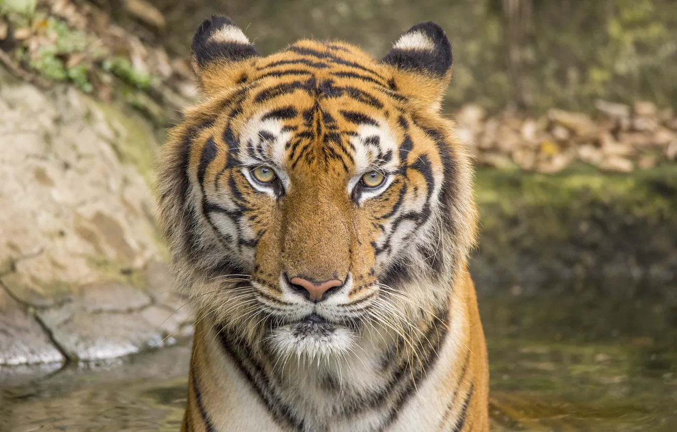 Photo wallpaper cat, tiger, animal, tiger, cat, animal