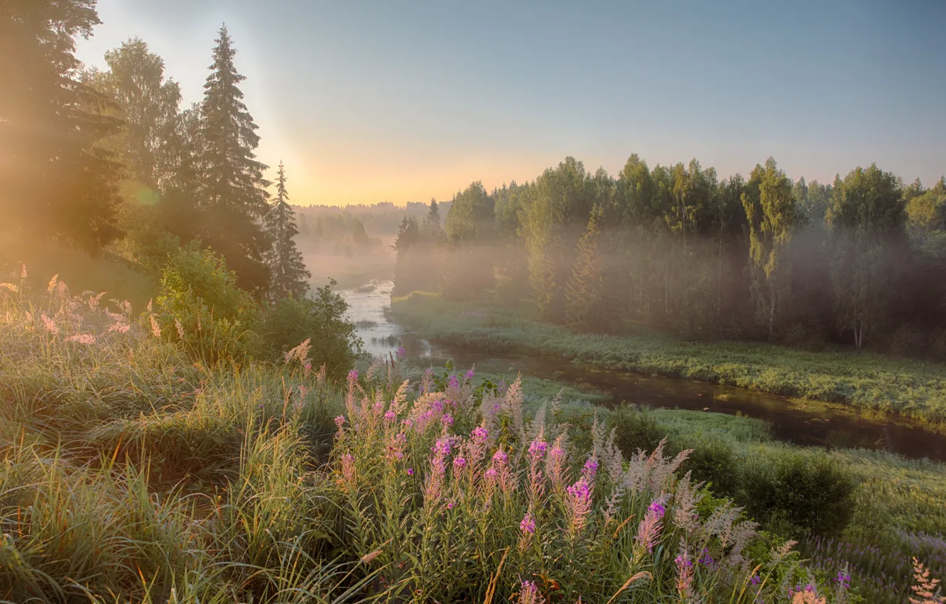 Photo wallpaper forest, summer, the sky, grass, light, flowers, nature, fog