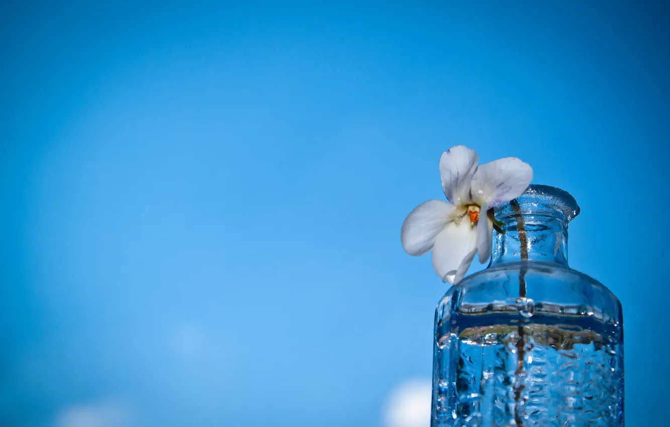 Photo wallpaper flower, macro, background, bottle