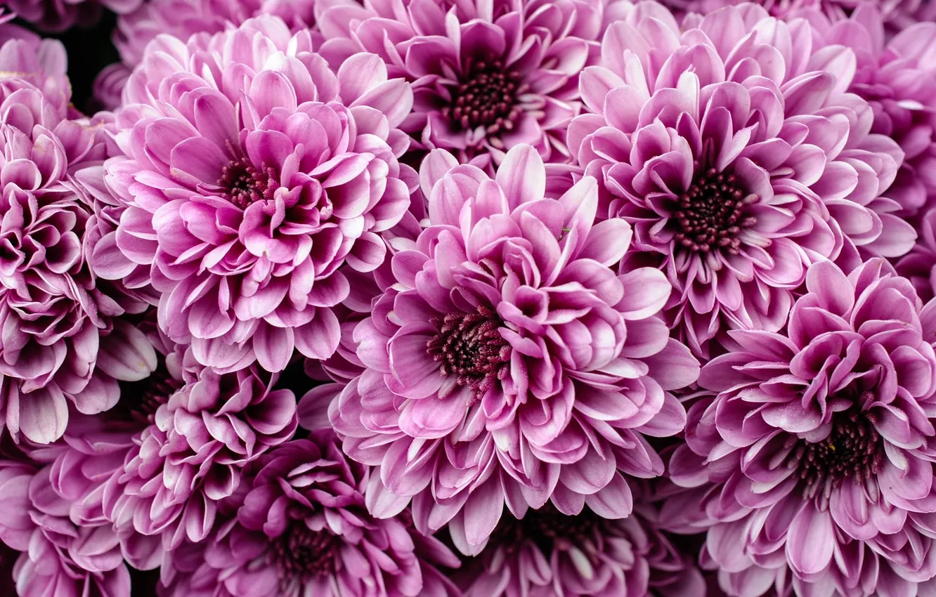 Photo wallpaper macro, petals, chrysanthemum