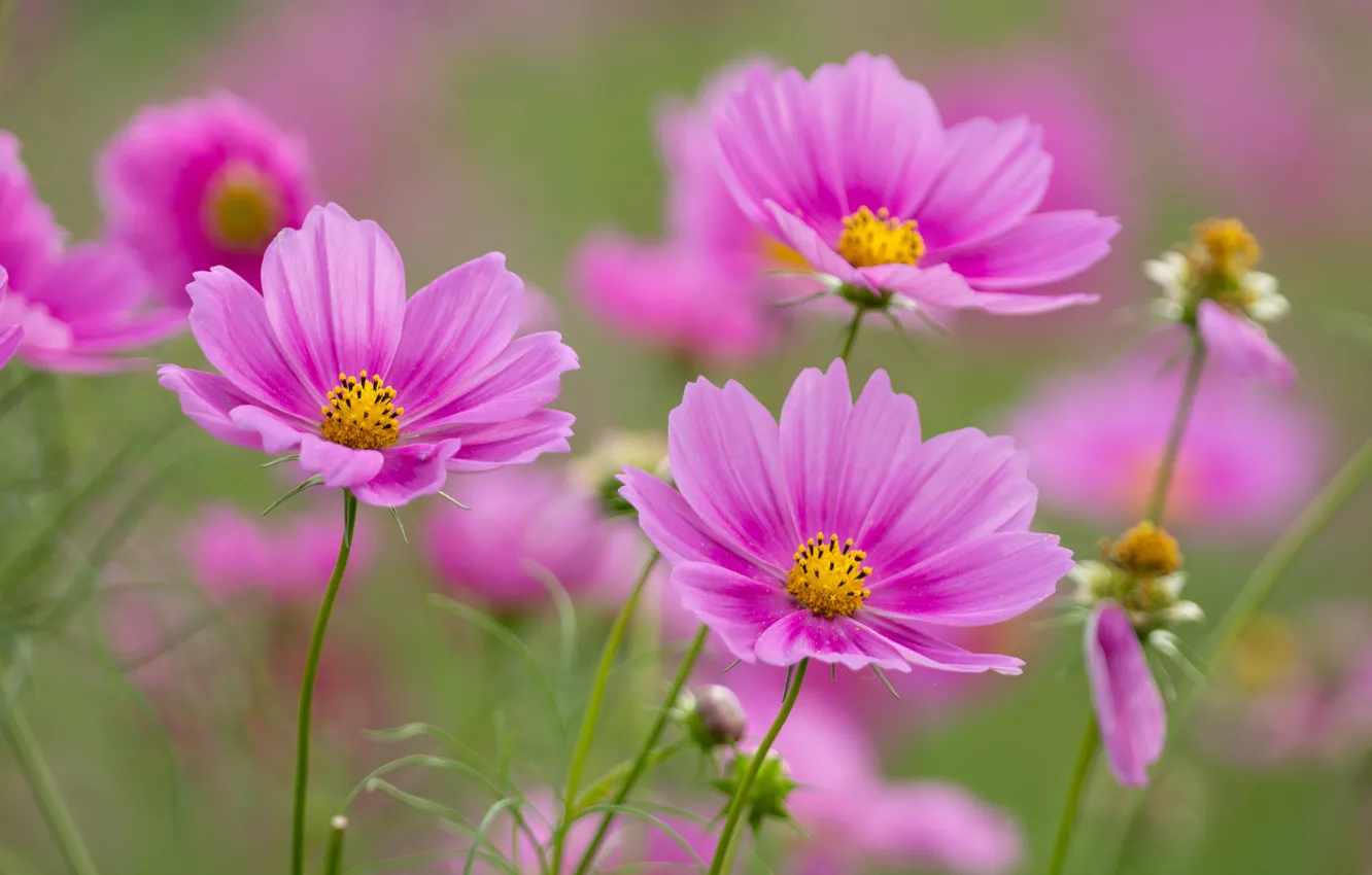 Photo wallpaper flowers, pink, kosmeya