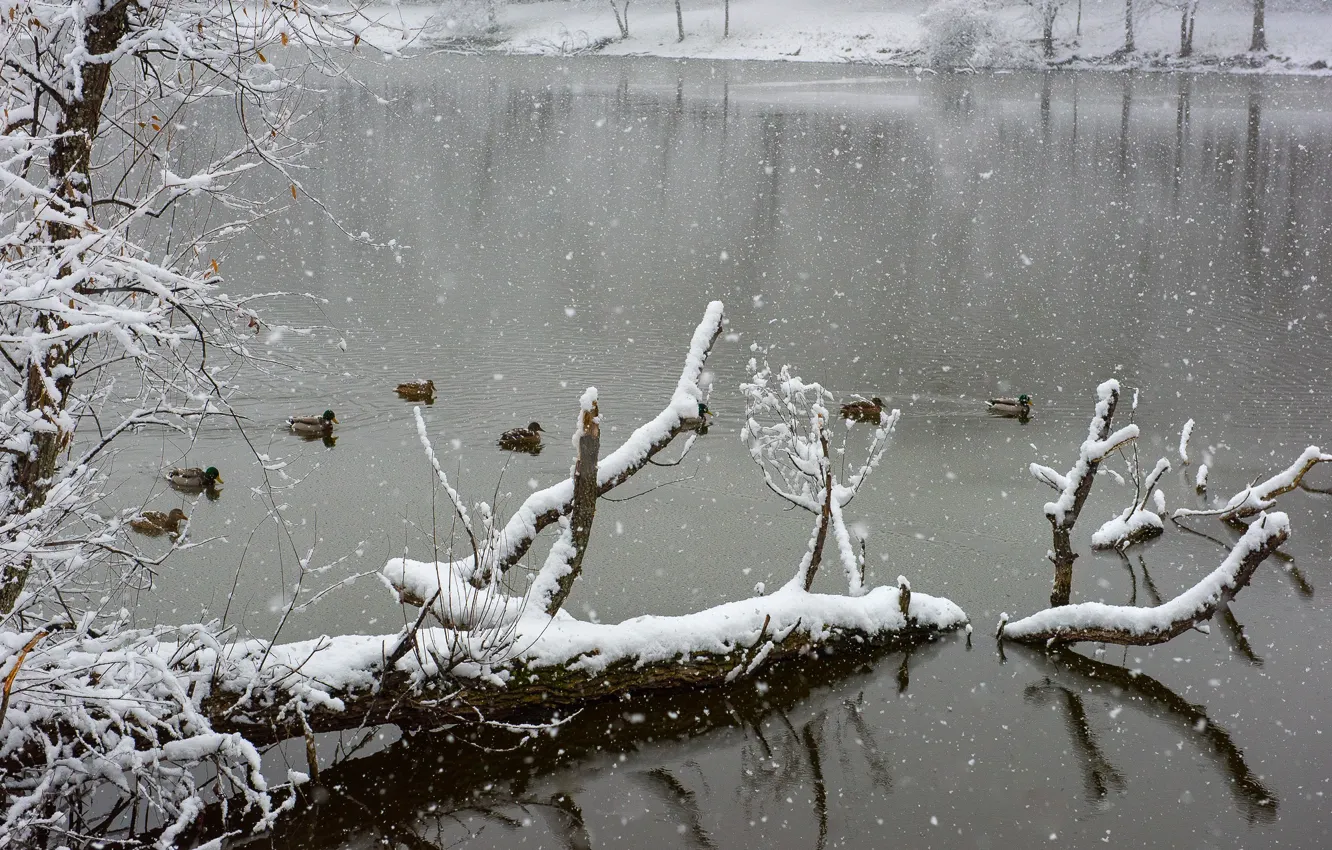 Photo wallpaper winter, lake, snow, freeze, ducks, frost, snowing