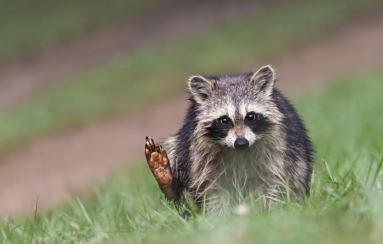 Photo wallpaper grass, look, pose, background, legs, raccoon, cub, sitting