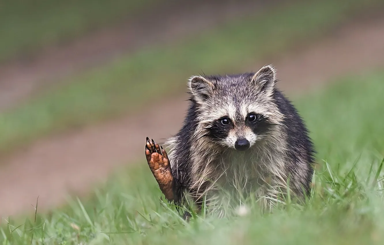 Photo wallpaper grass, look, pose, background, raccoon, sitting, cub, foot