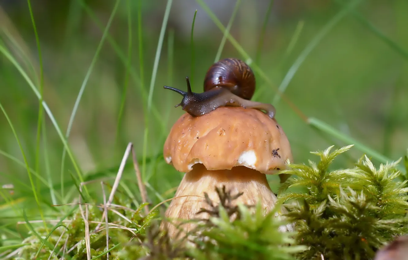 Photo wallpaper mushrooms, snail, Borovik
