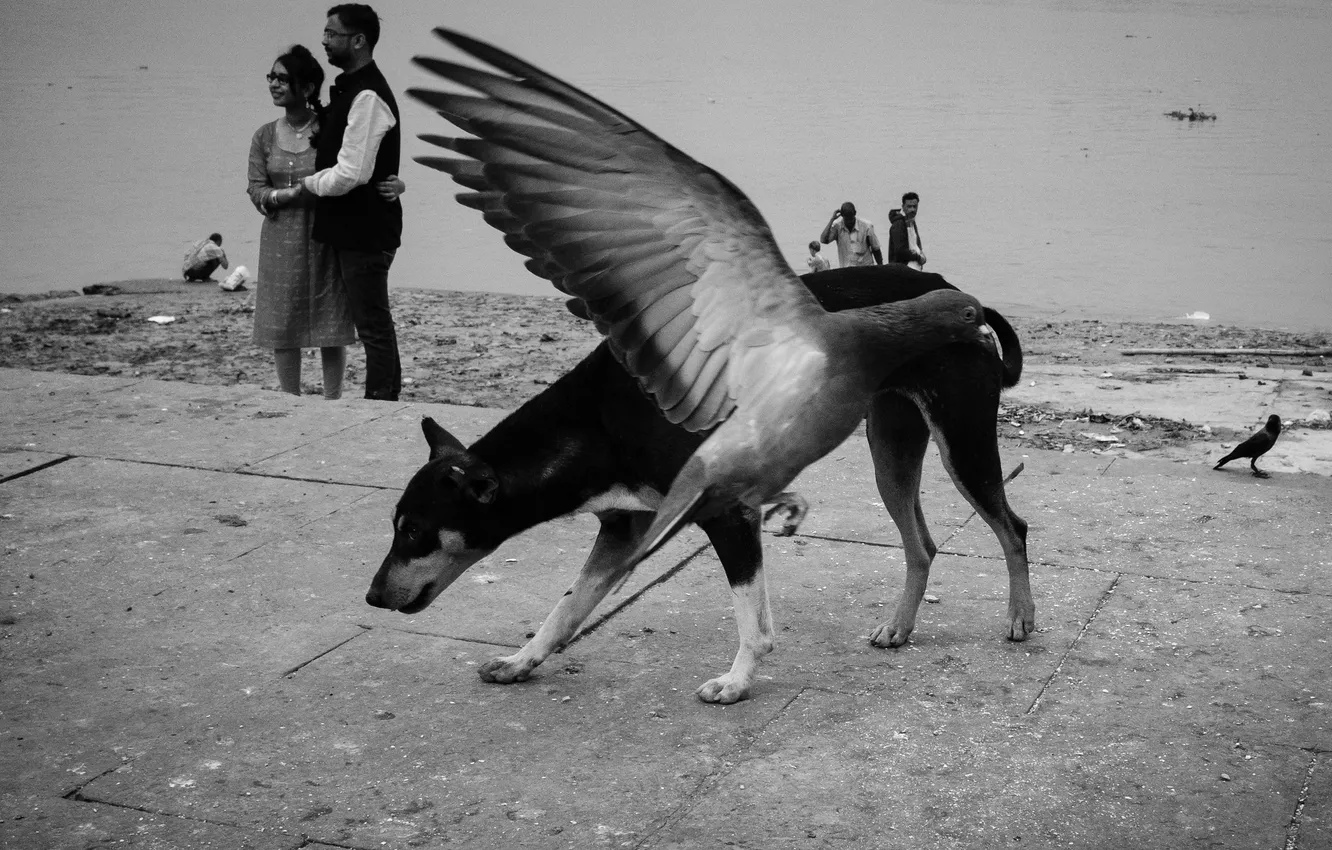 Photo wallpaper bird, dog, black and white, Kolkata, Year 2021, Subhran Karmakar