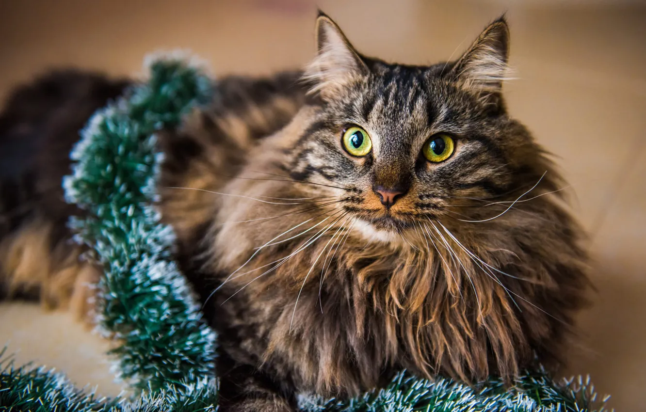 Photo wallpaper cat, cat, look, grey, new year, portrait, fluffy, Christmas