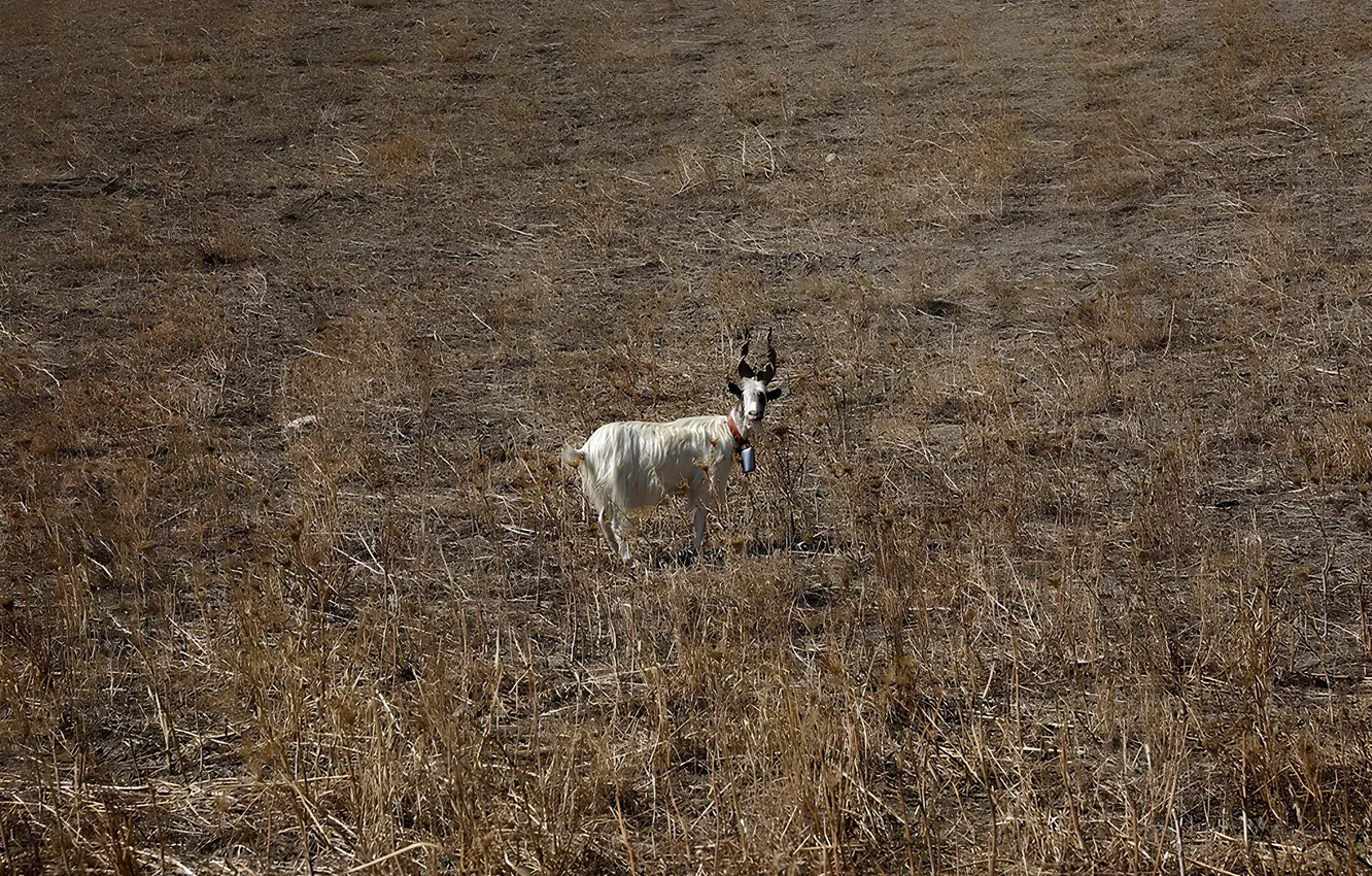 Photo wallpaper the steppe, drought, goat