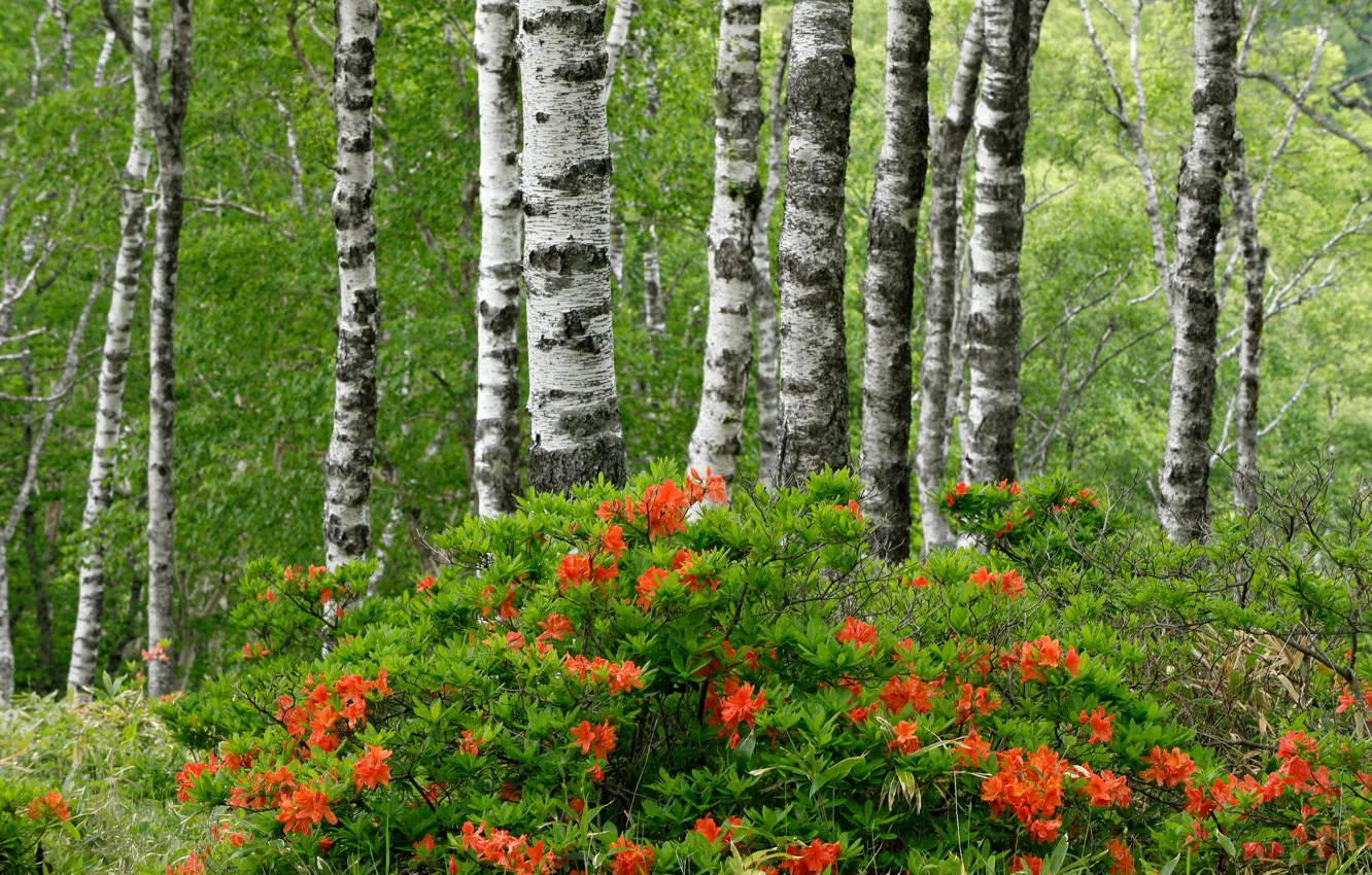 Photo wallpaper forest, summer, trees, birch, flowering, the bushes, Azalea