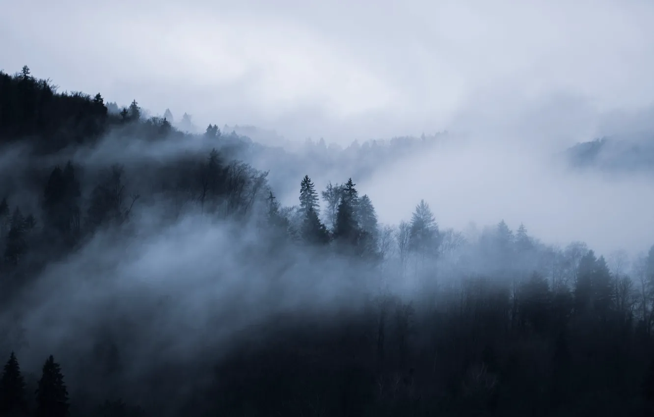 Photo wallpaper forest, the sky, trees, nature, fog