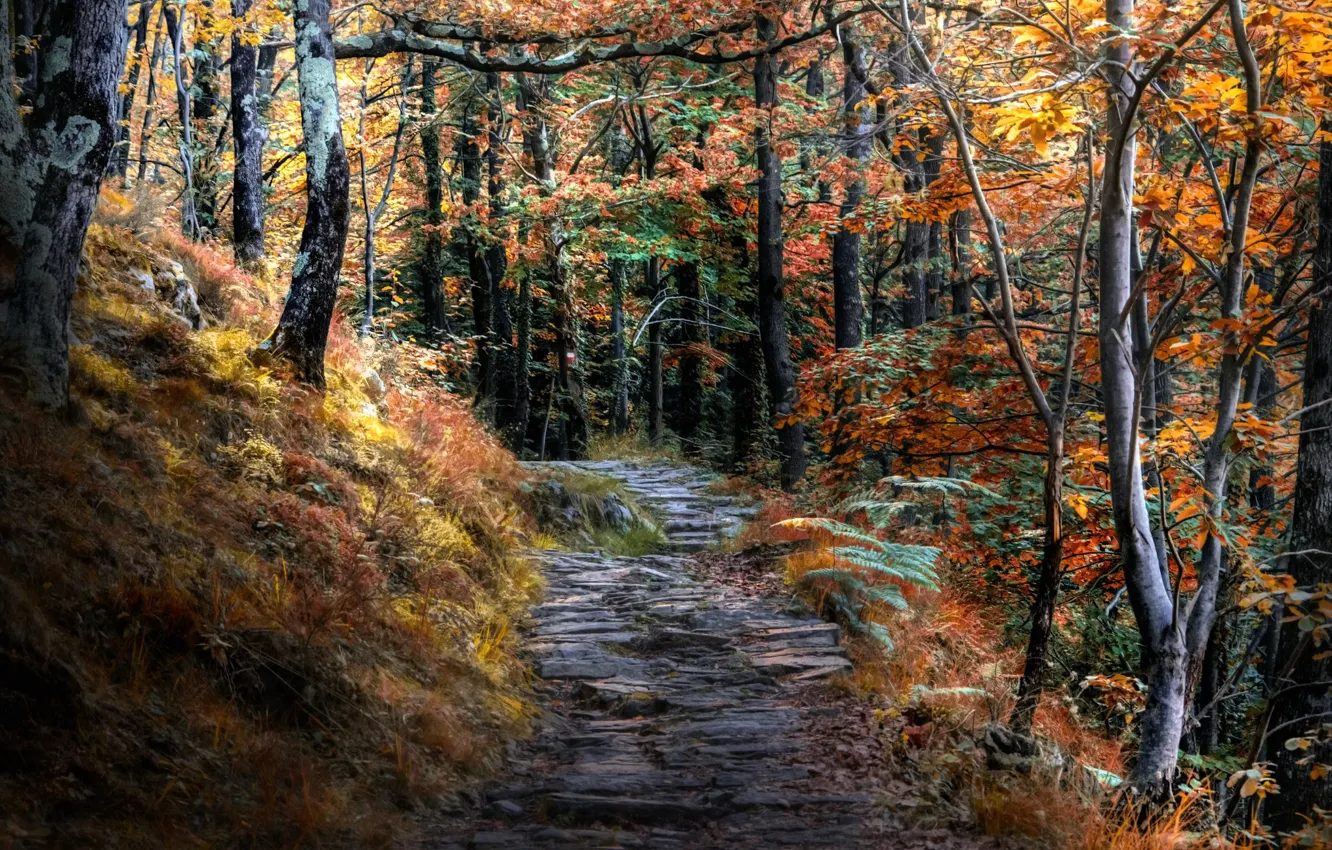 Photo wallpaper road, autumn, forest