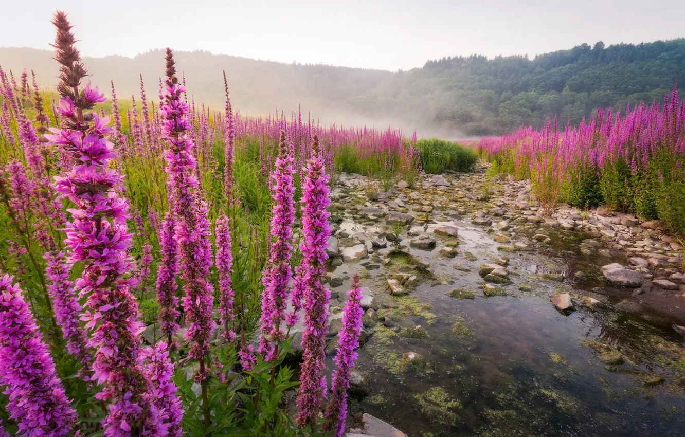 Photo wallpaper flowers, fog, stream, meadow