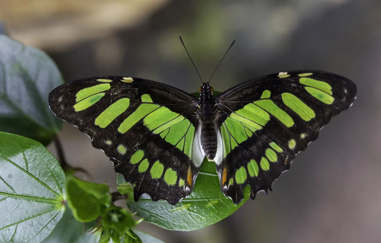 Photo wallpaper macro, green, butterfly