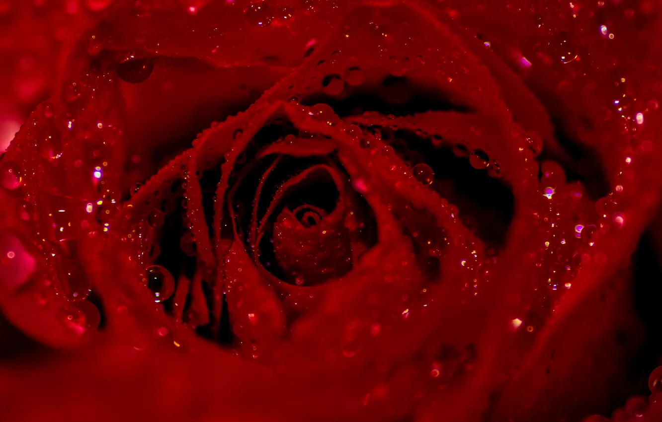 Photo wallpaper flower, drops, macro, red, Rosa, rose