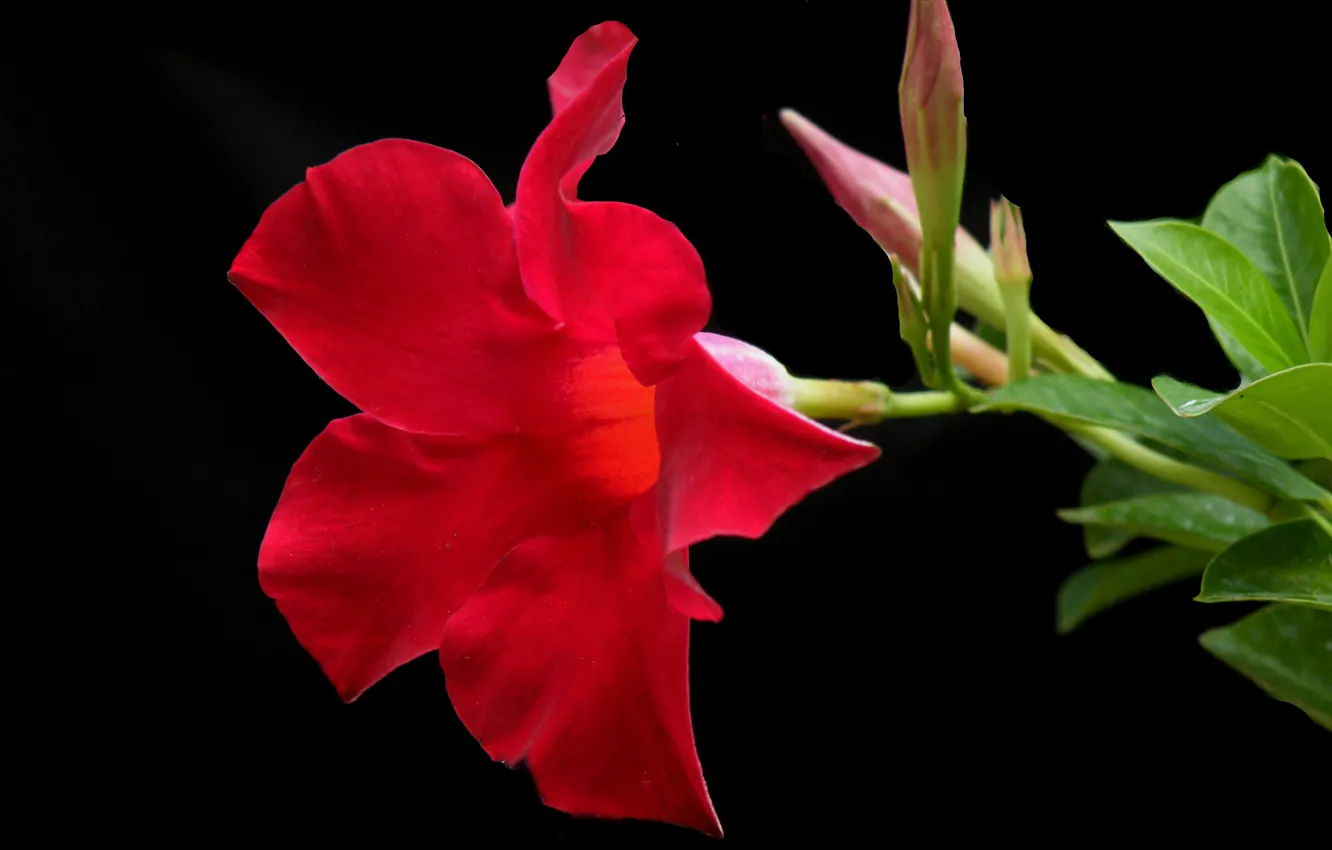 Photo wallpaper macro, background, petals, mandevilla