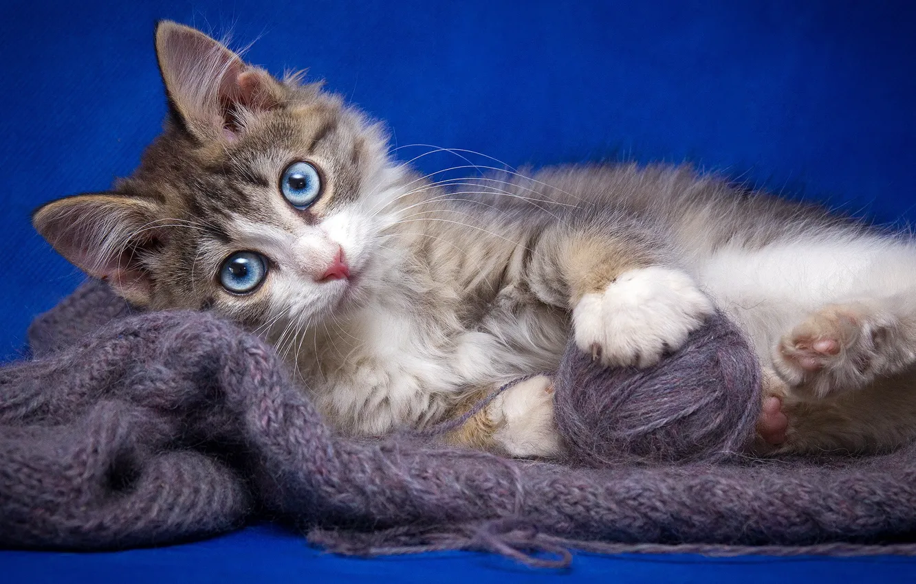 Photo wallpaper cat, cat, tangle, kitty, thread, yarn, Wallpaper from lolita777