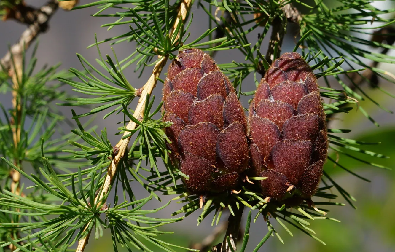 Photo wallpaper spring, a couple, bumps, Fir