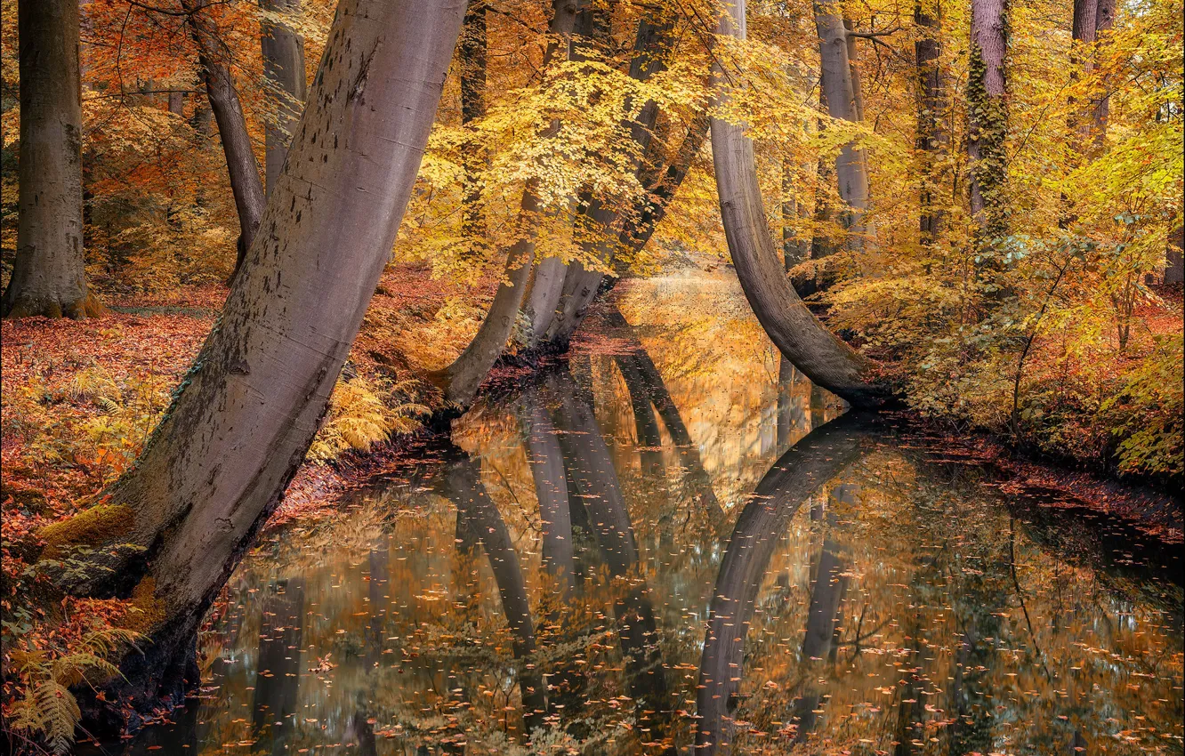 Photo wallpaper autumn, water, trees, landscape, nature, Park, reflection, channel