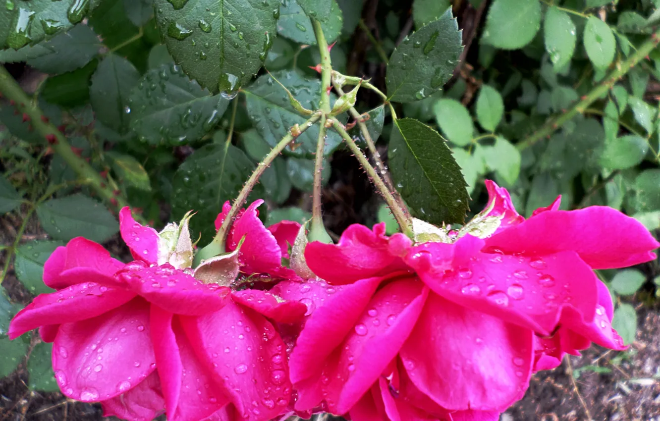 Photo wallpaper summer, rain, roses