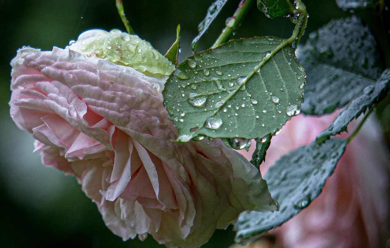 Photo wallpaper Pink rose, drops, close-up