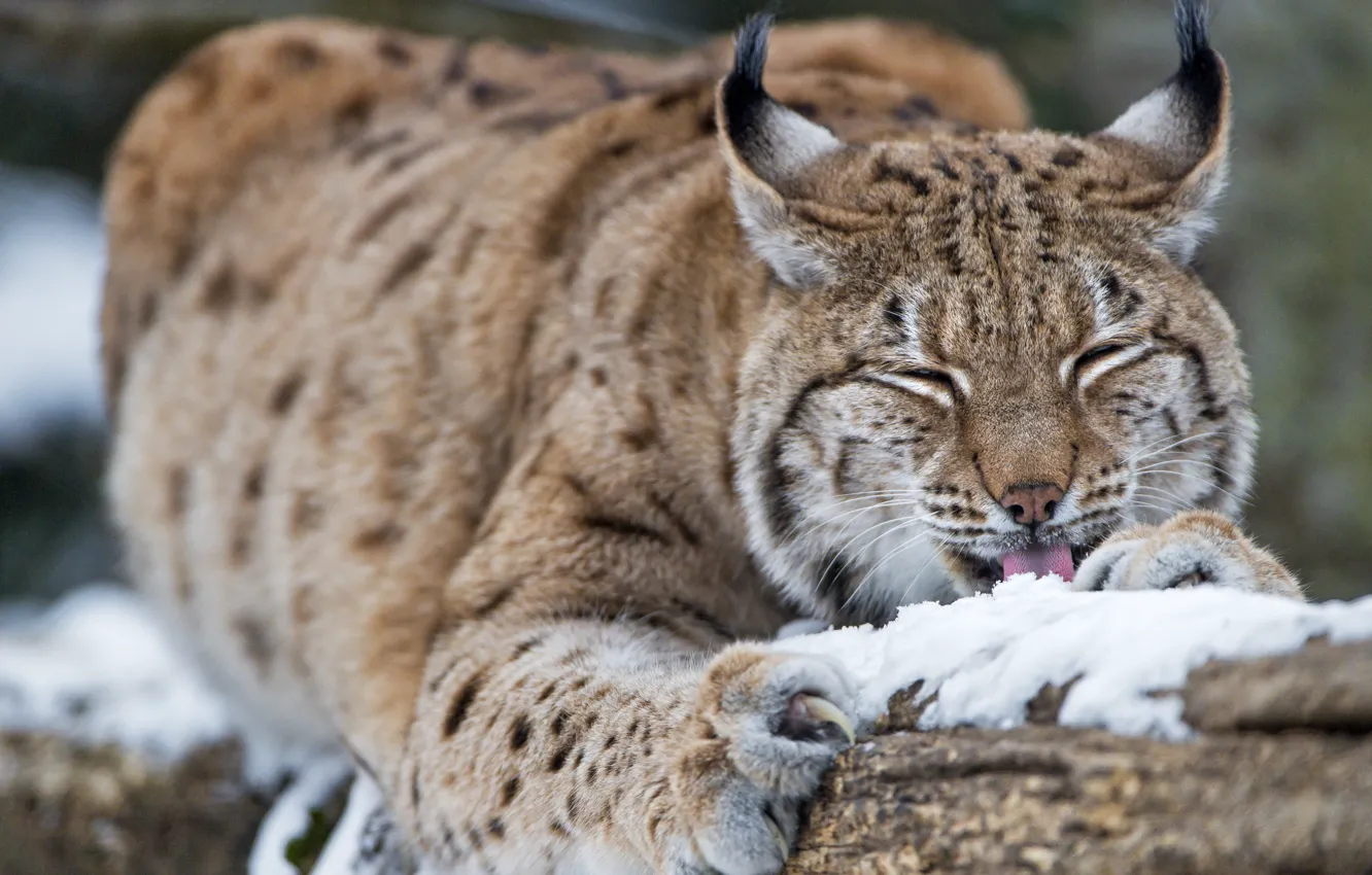 Photo wallpaper snow, lynx, wild cat