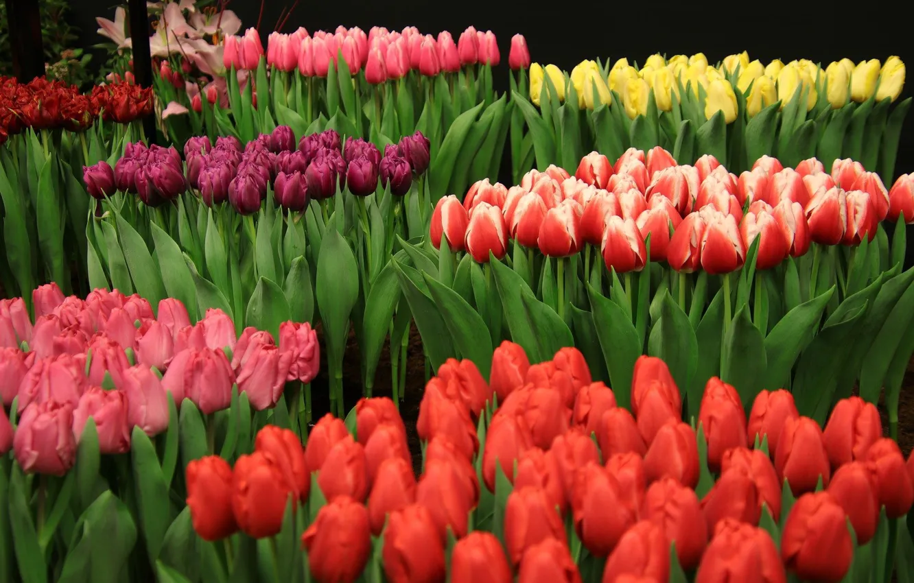 Photo wallpaper tulips, colorful, flowering